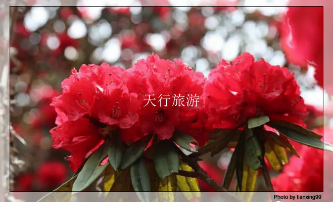 云南包車游攻略，內(nèi)含多條詳細(xì)路線推薦其三