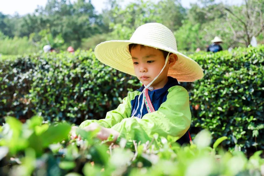 五一假期有安排了嗎？快來體驗采茶制茶品茶樂趣