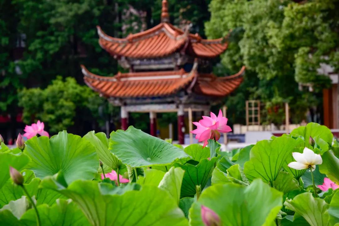 夏日云南這些地方荷花早已盛放,或潔白素雅、或紅如胭脂等你來賞荷