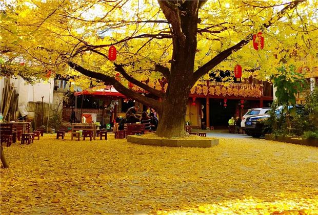 云南傳媒公司：騰沖銀杏村：許你一個金色的童話世界??！