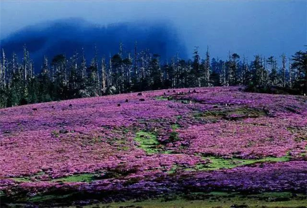 云南露營場地：香格里拉花開成海！錯過要等一年！