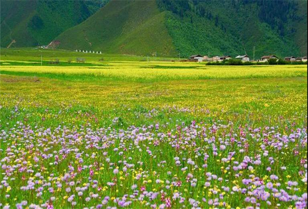 云南傳媒公司：納帕海大草原——一半是湖泊，一半是草原
