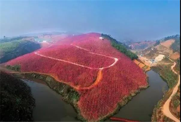 云南傳媒公司：美爆了！3800畝櫻花開了，宜良山后櫻花谷等你來！
